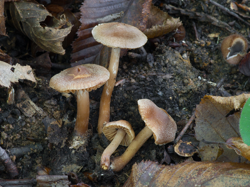 Cortinarius parhonestus Cortinarius parhonestus